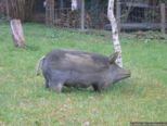 2008.03.24-augsteric-55.jpg