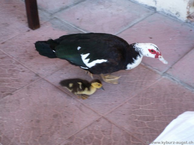 2006.05.16-krioneri-001.jpg