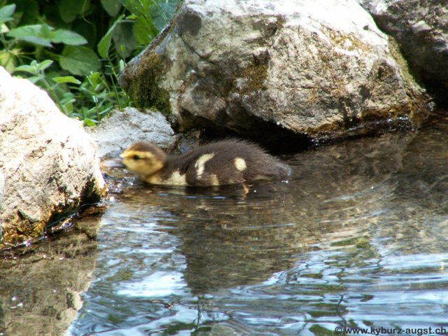 2006.05.16-krioneri-007.jpg