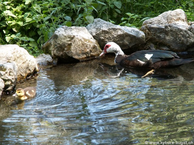 2006.05.16-krioneri-008.jpg