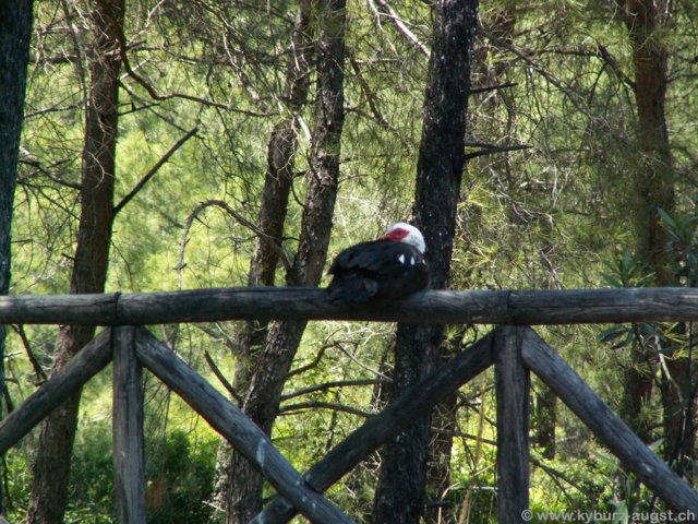 2006.05.16-krioneri-017.jpg