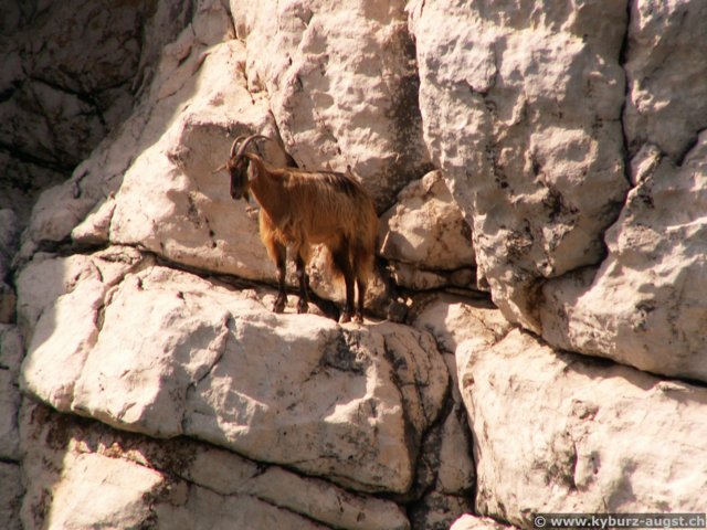 2007.06.03-kolymbia-001.jpg
