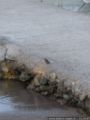 2007.10.12-eisvogel-1.jpg