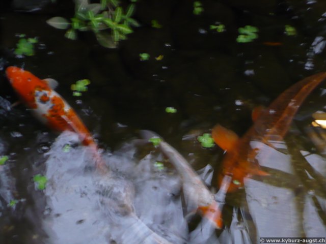 2008.11.23-koberngondorf-014.jpg