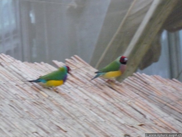 2008.11.23-koberngondorf-041.jpg
