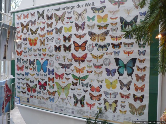 2008.11.23-koberngondorf-045.jpg