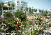 1985-Esperides-006.jpg (199819 Byte)