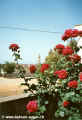 1985-Insel-001.jpg (79820 Byte)