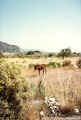 1986-Lindos-006.jpg (89097 Byte)