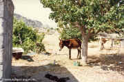 1986-Lindos-008.jpg (187032 Byte)