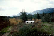 1994.12-Oliven-001.jpg (102297 Byte)