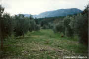 1994.12-Oliven-003.jpg (126840 Byte)