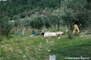 1994.12-Oliven-004.jpg (158012 Byte)