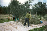 1994.12-Oliven-005.jpg (166053 Byte)
