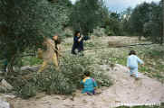 1994.12-Oliven-006.jpg (178094 Byte)