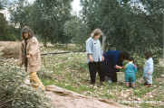 1994.12-Oliven-008.jpg (191925 Byte)
