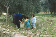1994.12-Oliven-009.jpg (168660 Byte)